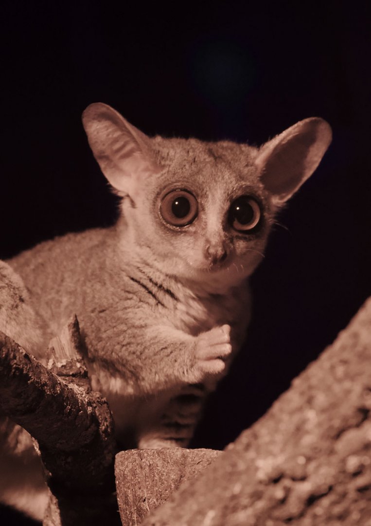 Senegal galago