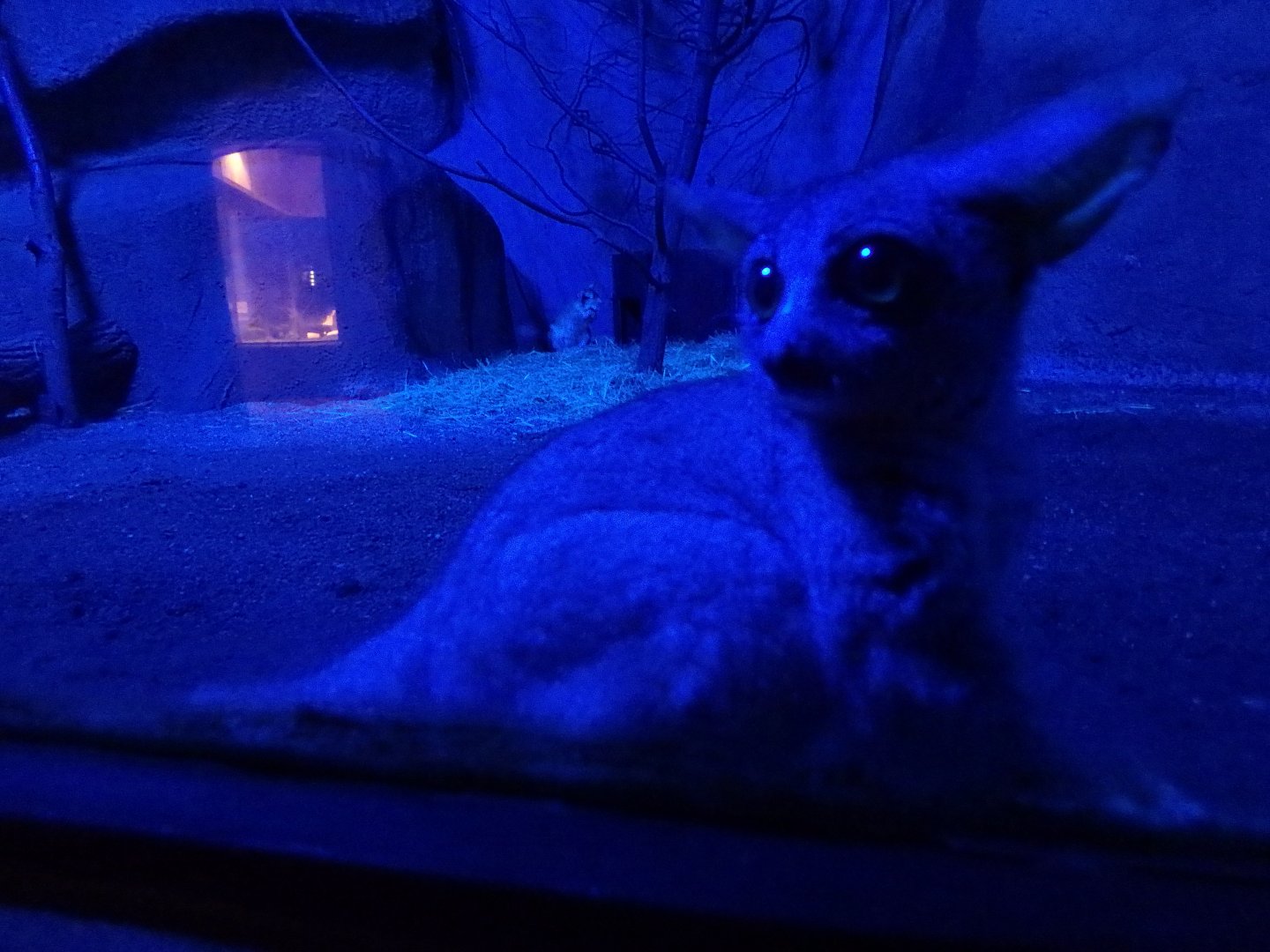 Senegal galago