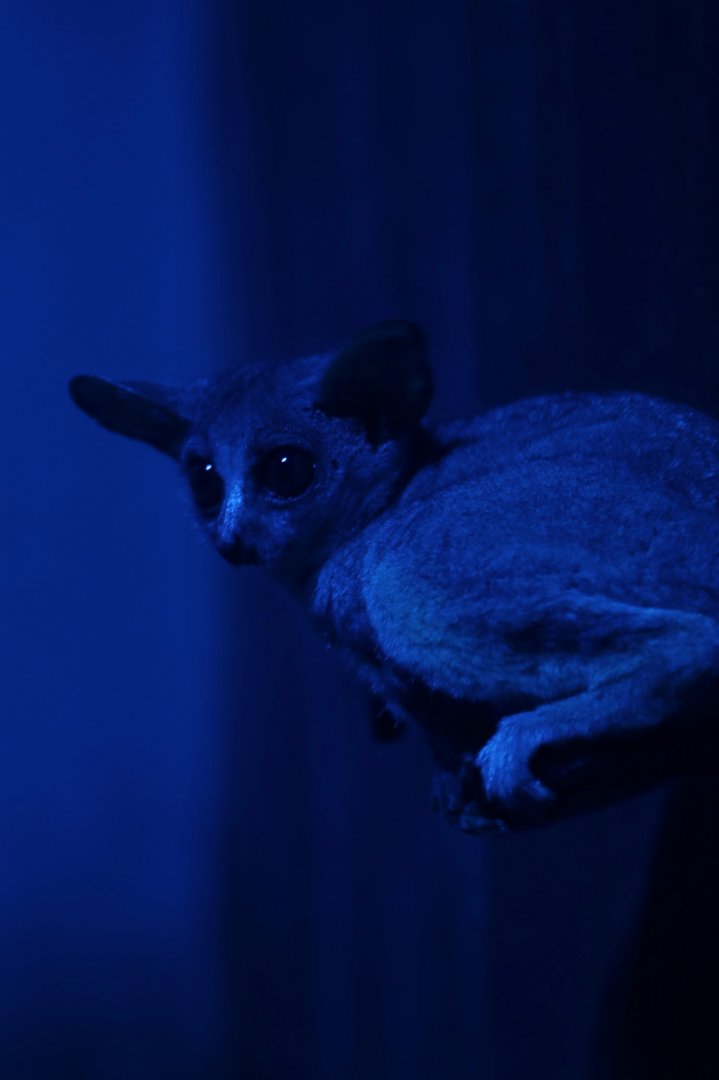 Senegal  galago