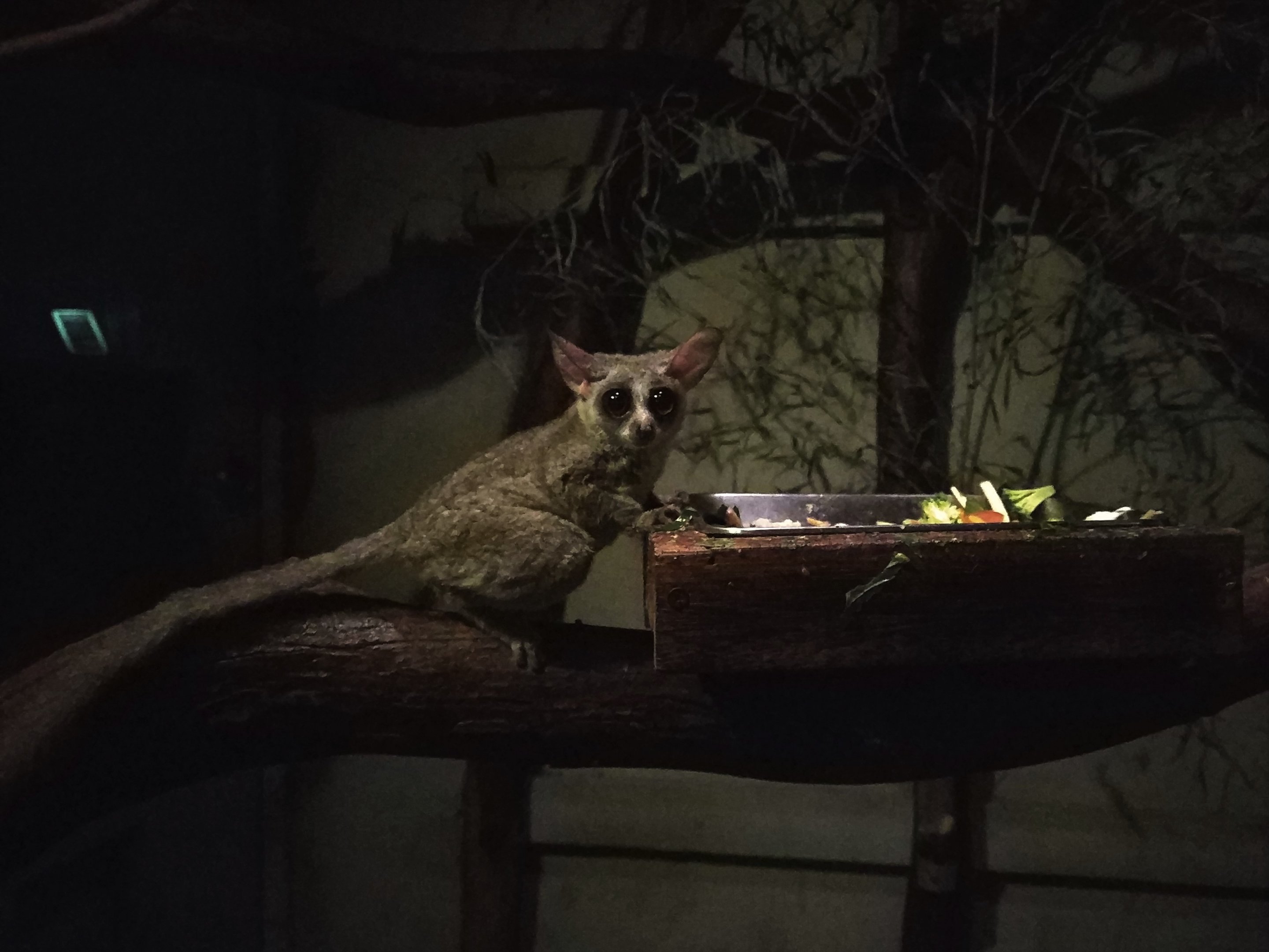 Senegal Galago