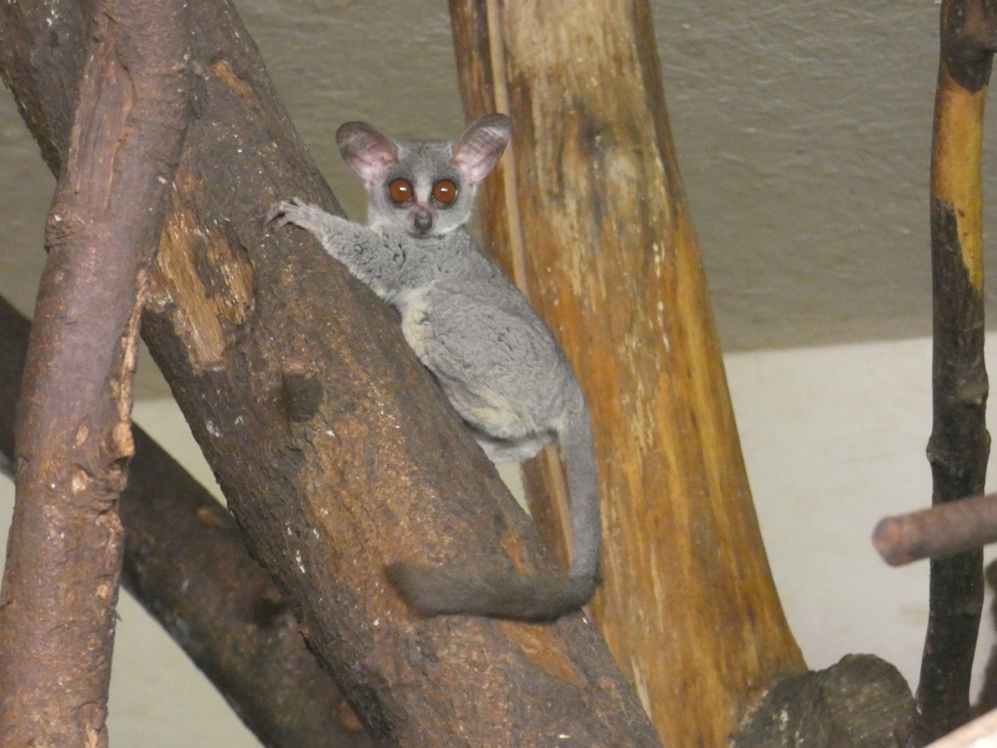 Senegal Galago