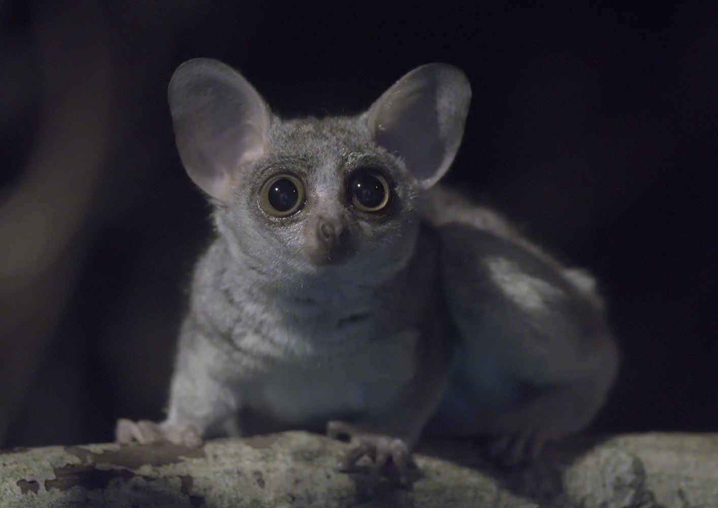 Senegal galago