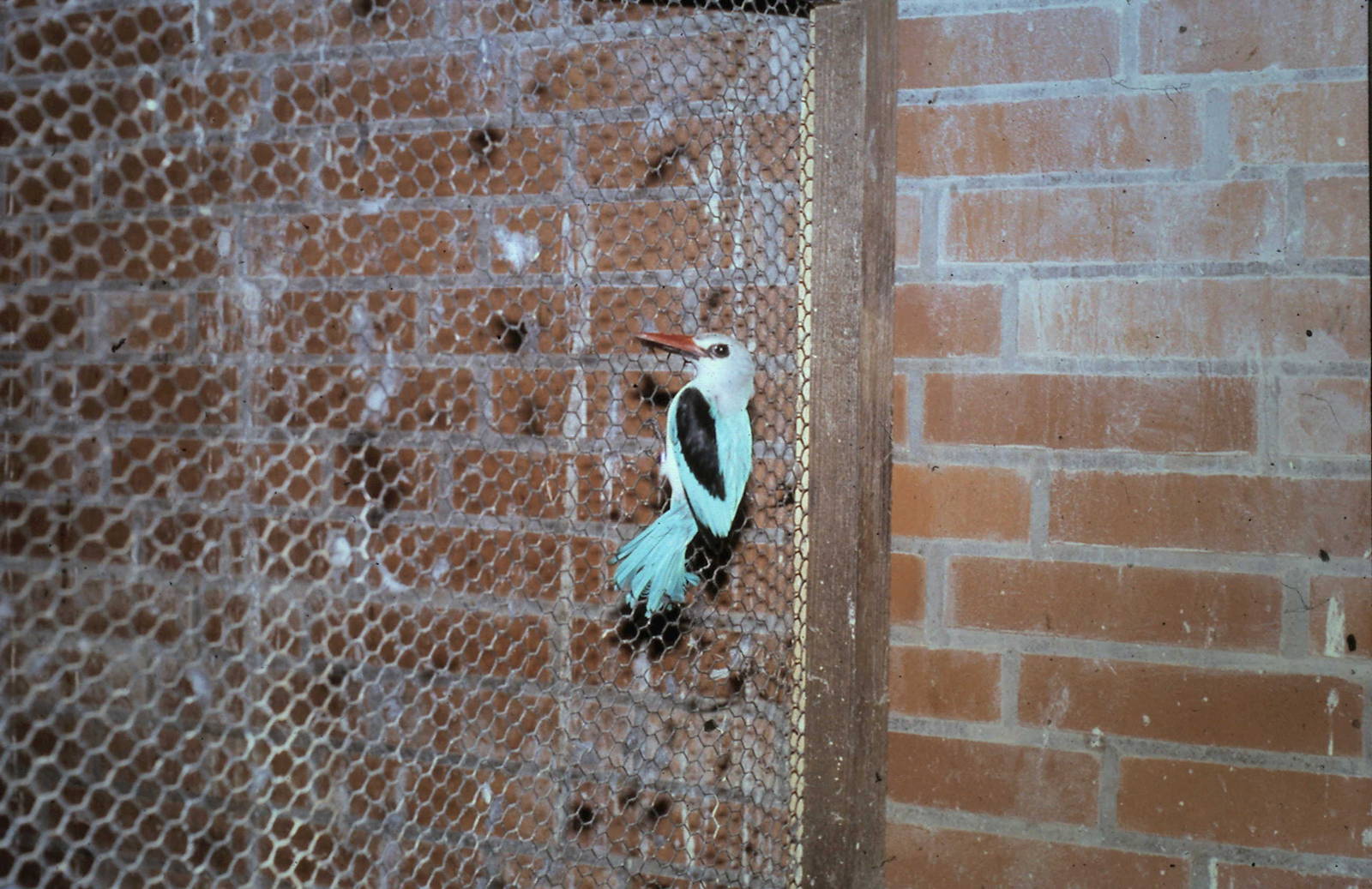 Senegal kingfisher