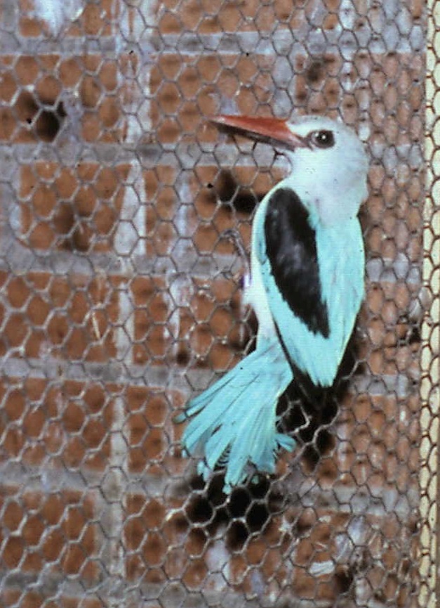 Senegal kingfisher
