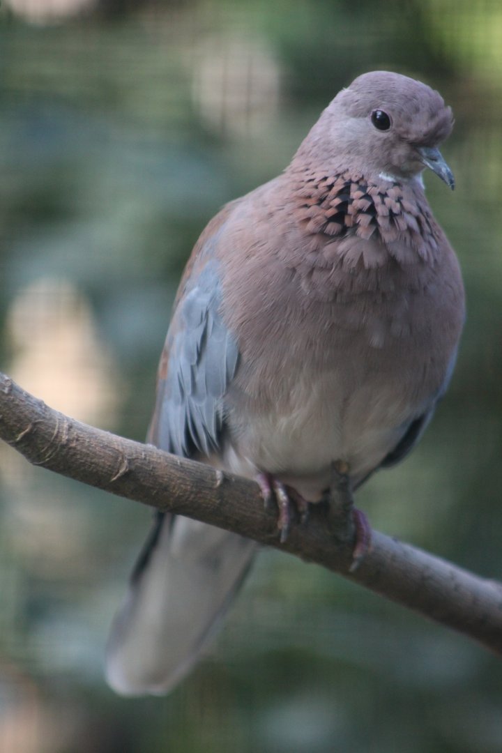 Senegal Laughing dove (Streptopelia senegalensis senegalensis)