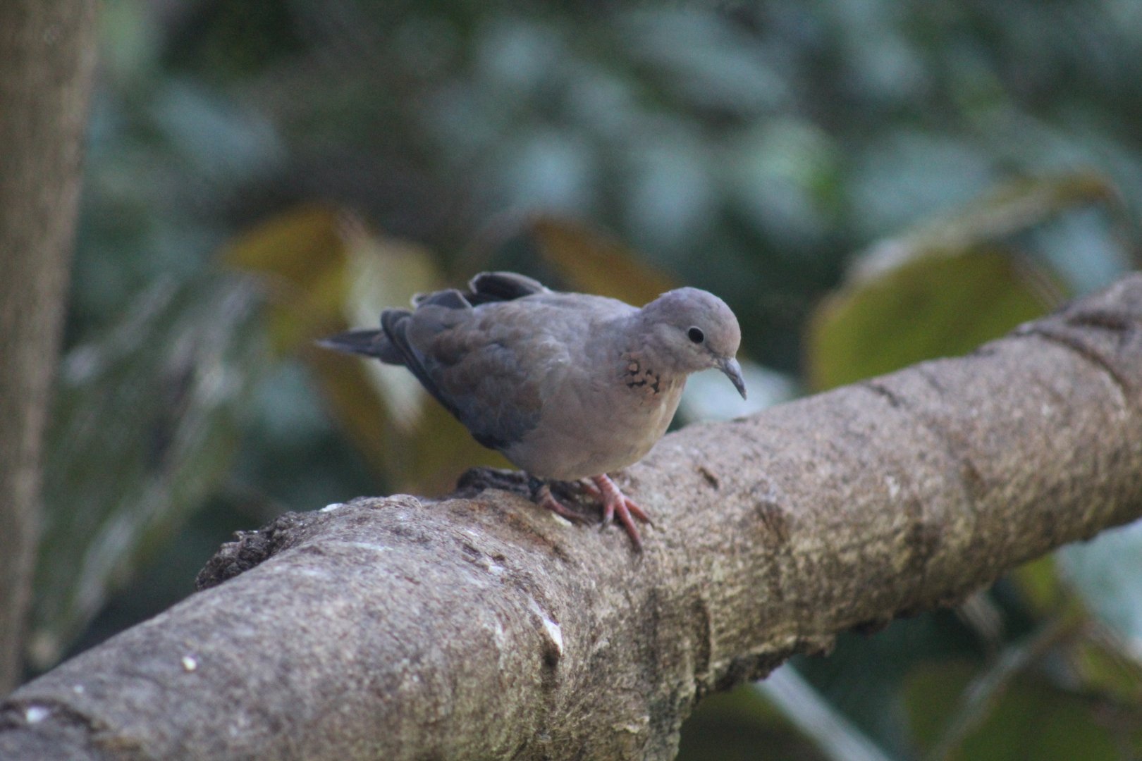 Senegal Laughing Dove