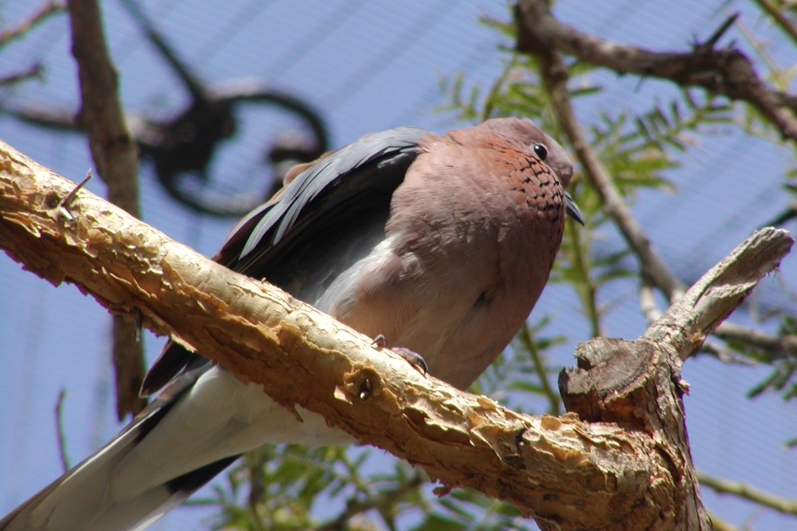 Senegal Laughing Dove