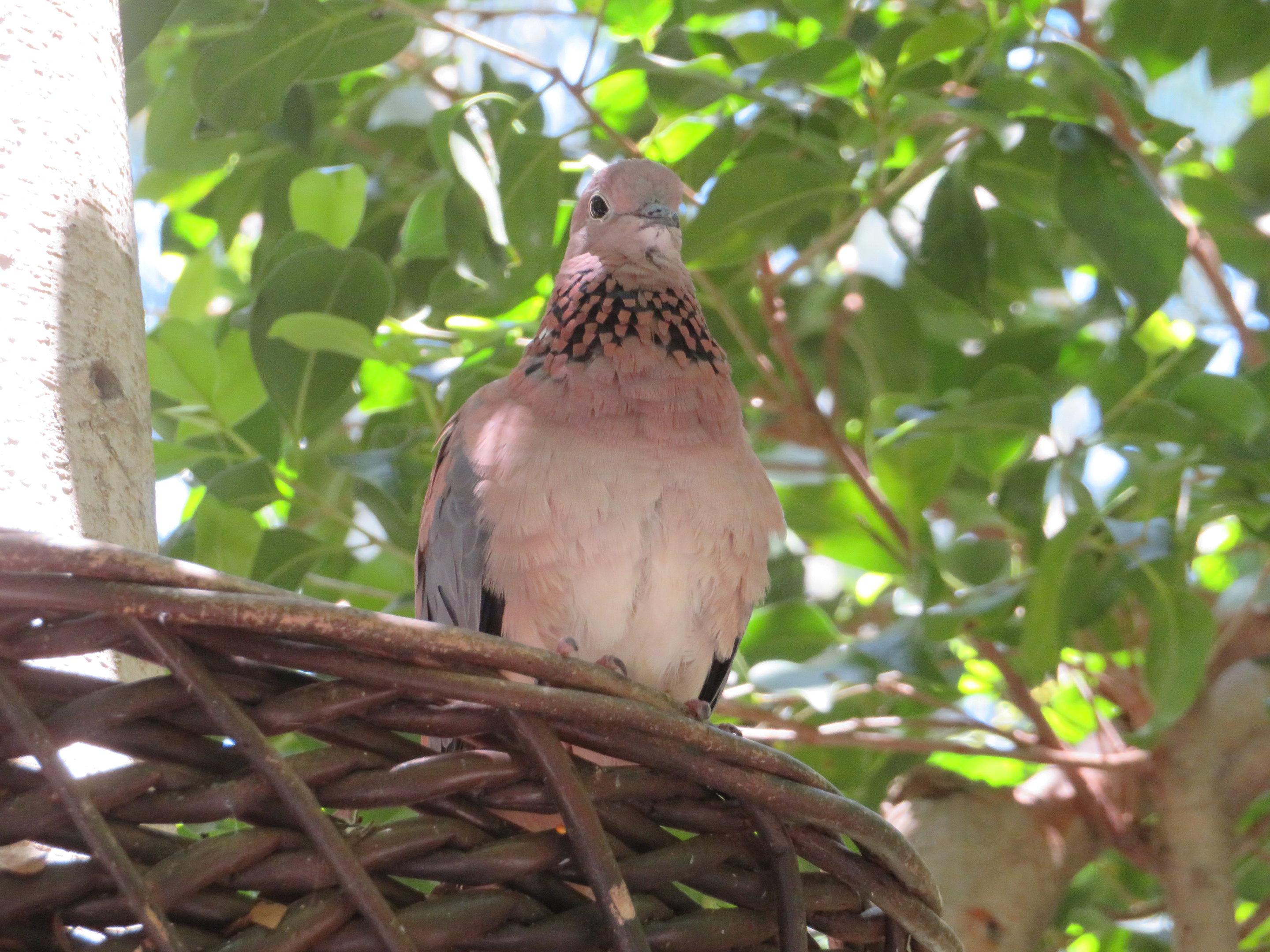 Senegal Laughing Dove