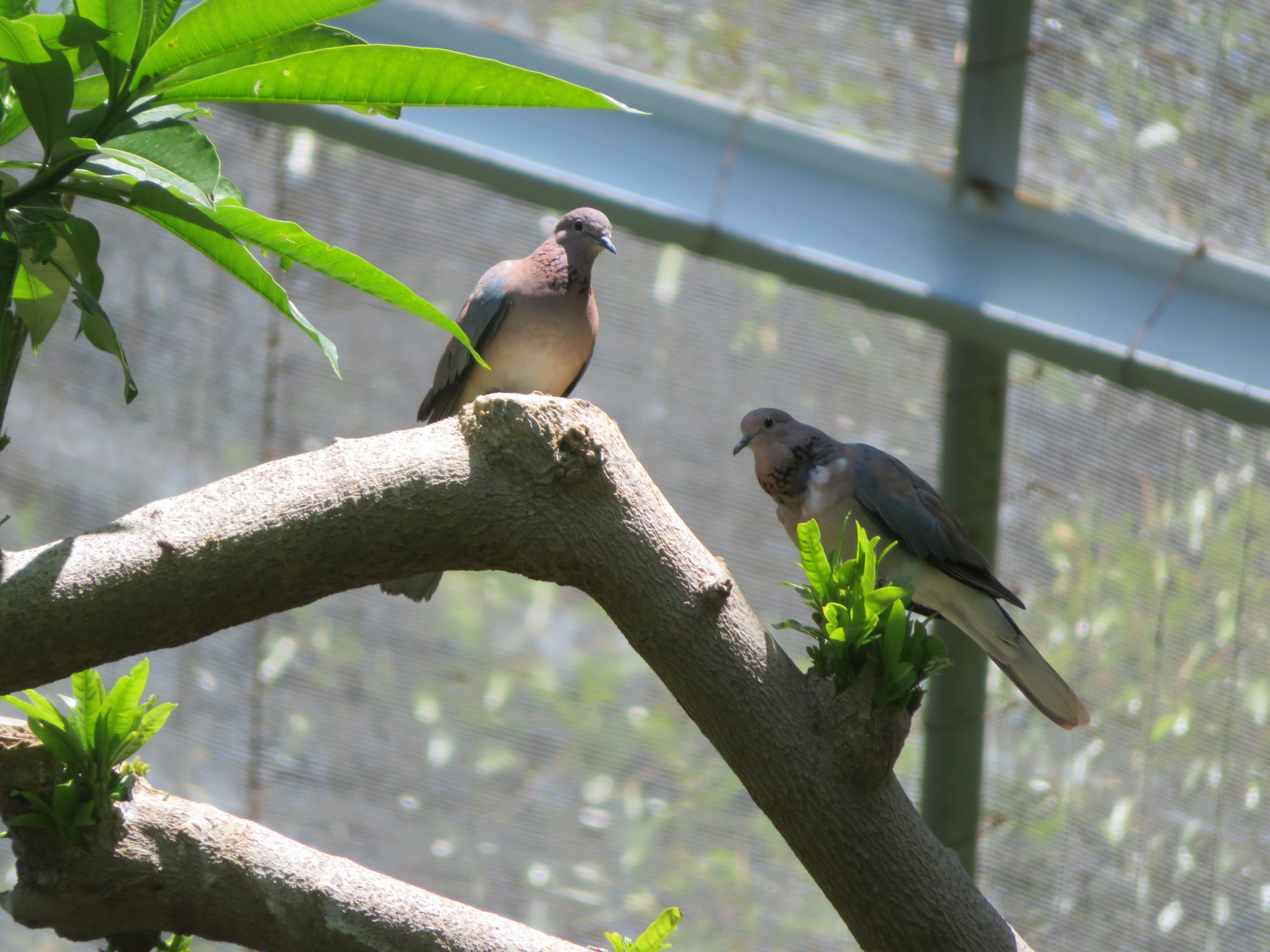 Senegal Laughing Doves