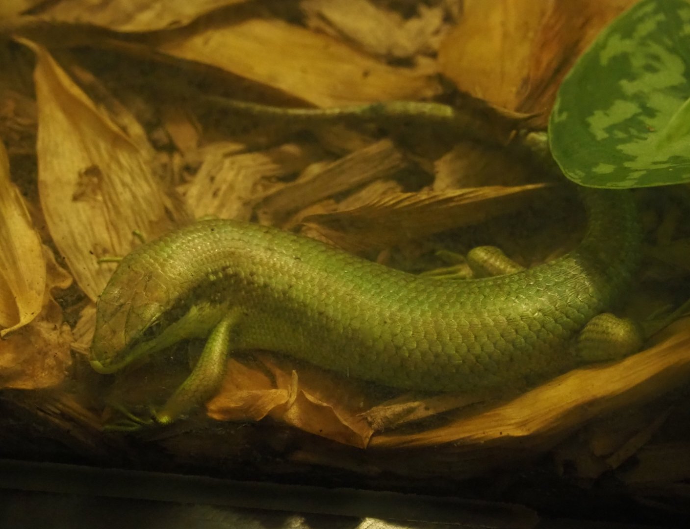 Senegal mabuya (Trachylepis affinis), Feb 27th, 2019