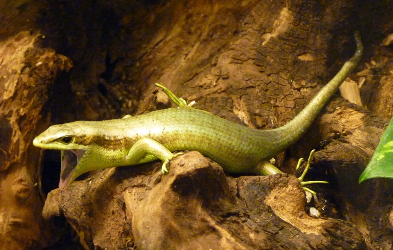 Senegal mabuya (Trachylepis affinis) yawning
