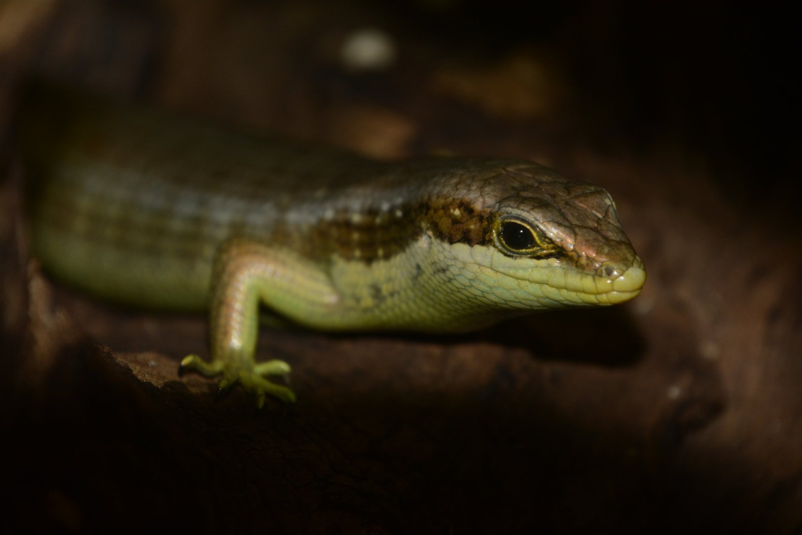 Senegal mabuya (Trachylepis affinis)