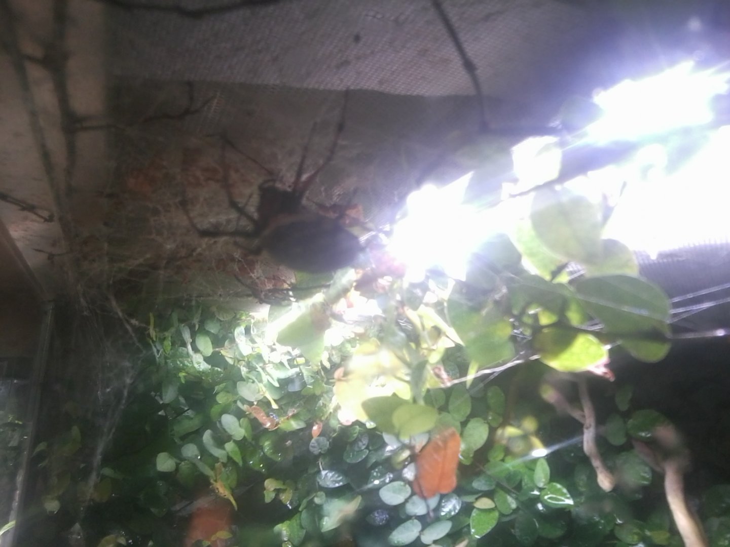 Senegal Nephila Spider