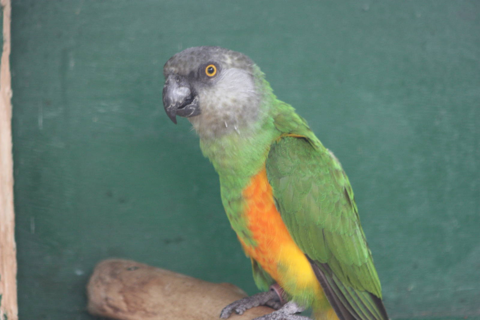 Senegal Parrot, 13th September 2013
