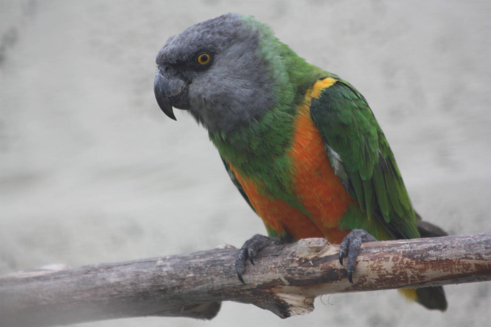 Senegal Parrot, 21st August 2014