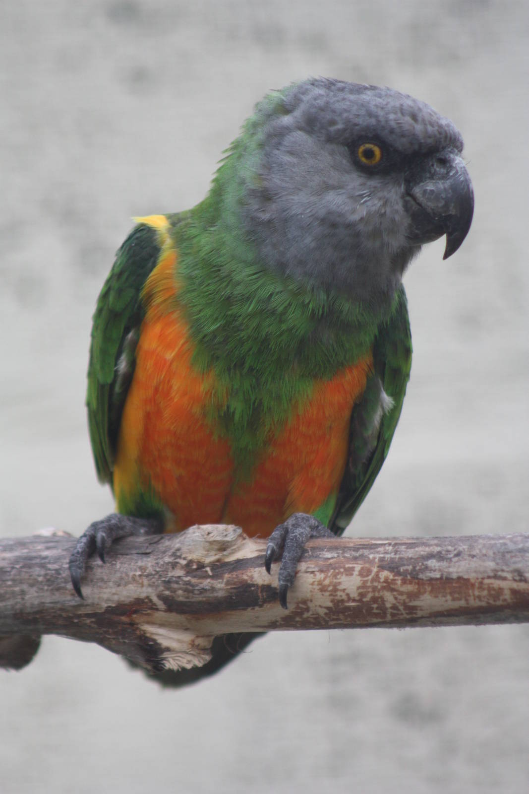 Senegal Parrot, 21st August 2014