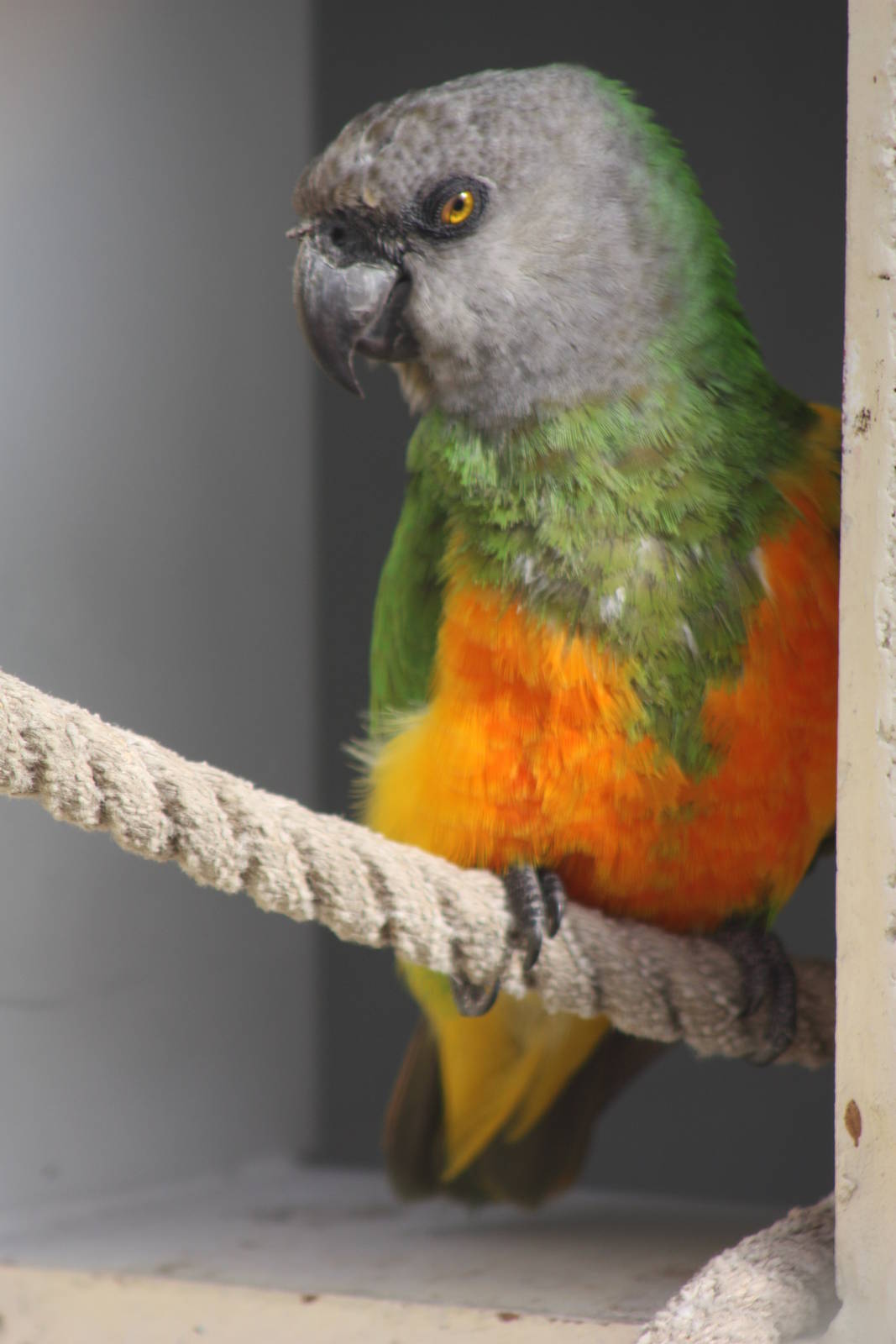 Senegal Parrot, 4th October 2013