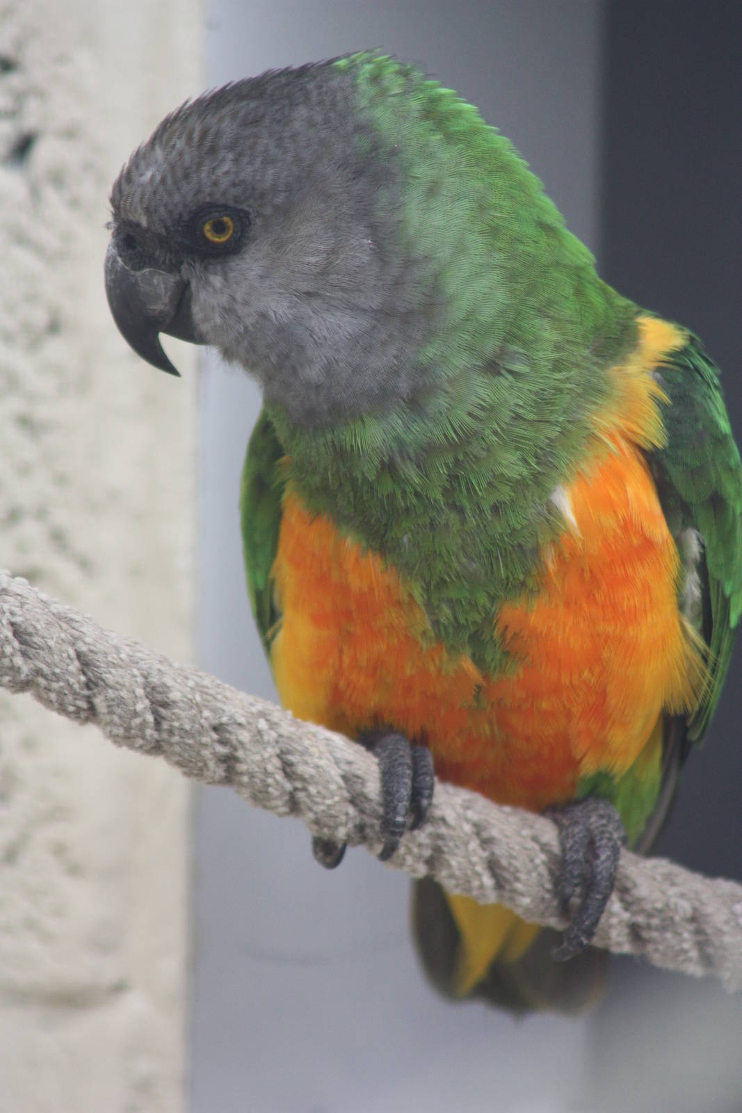 Senegal Parrot, 4th October 2013