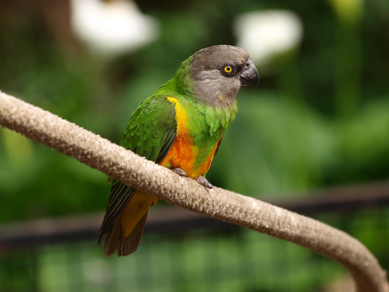 Senegal parrot (April 19th, 2015)