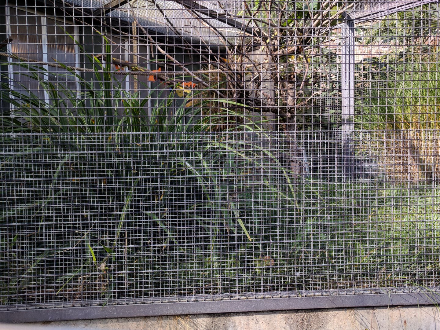 Senegal Parrot Aviary