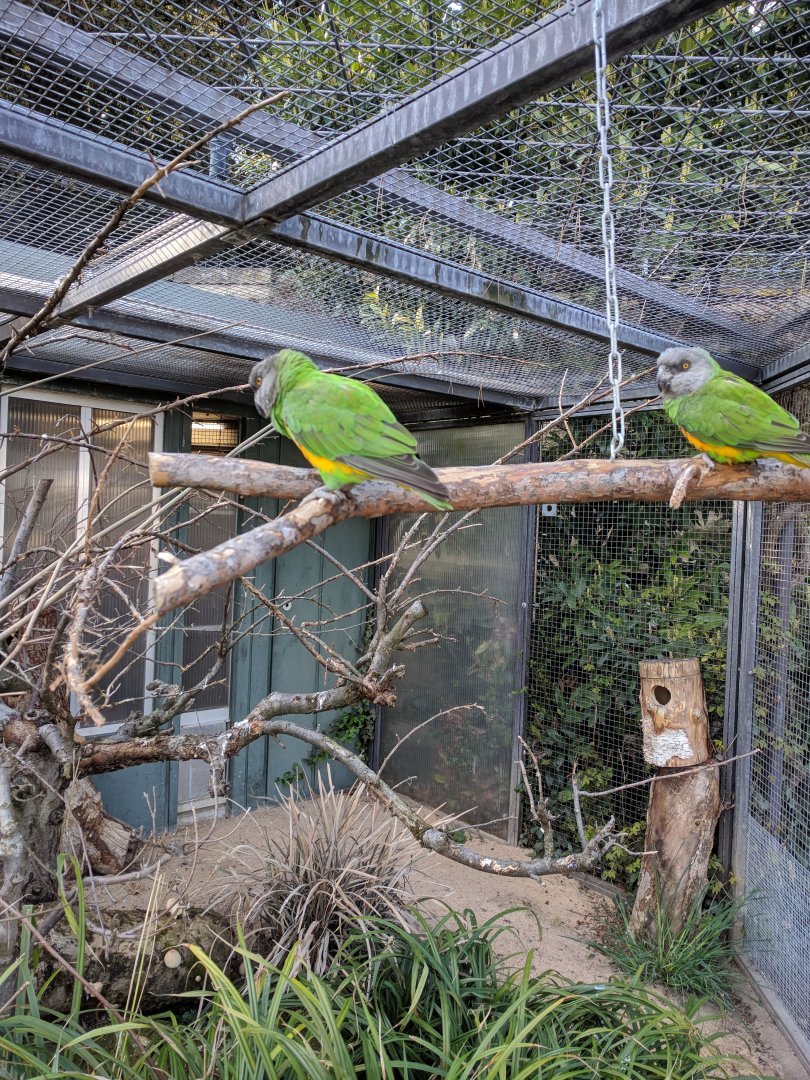 Senegal Parrot Enclosure