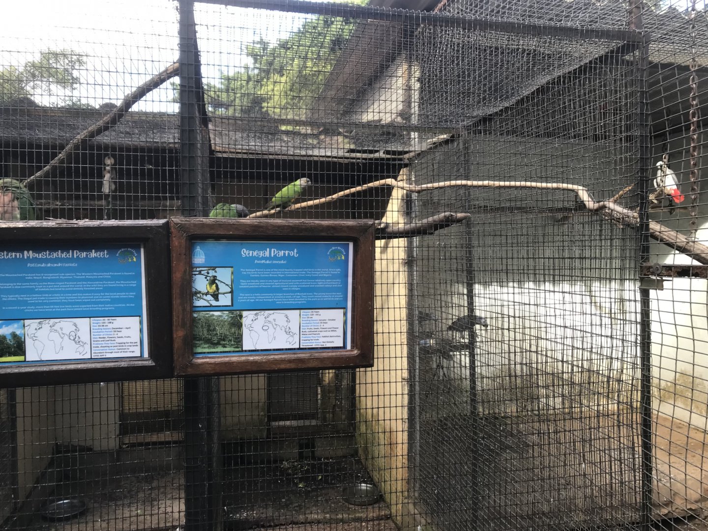 Senegal Parrot Exhibit