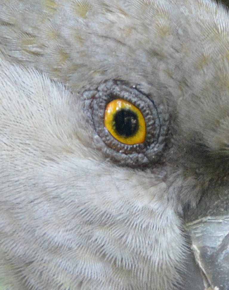 Senegal parrot eye.