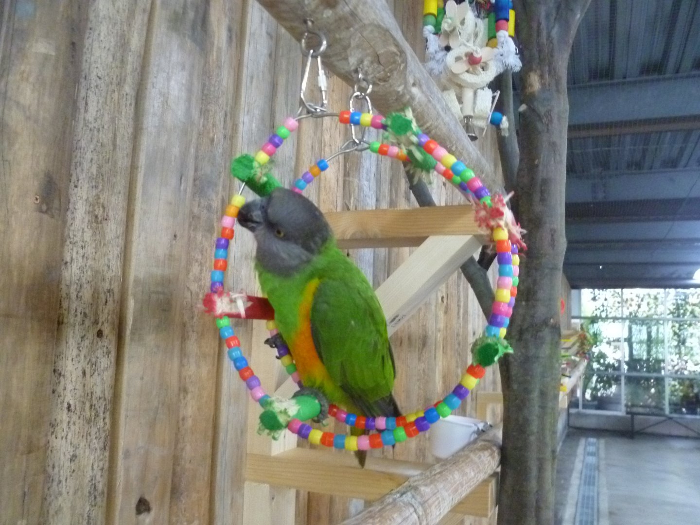Senegal parrot July 2016