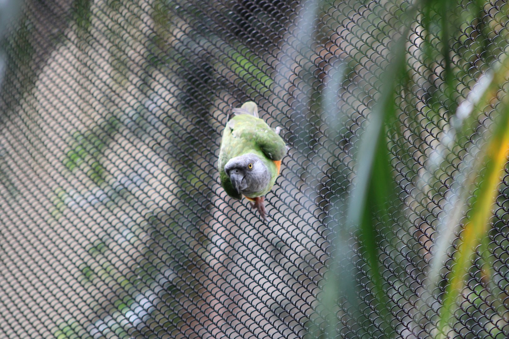 Senegal Parrot (Poicephalus senegalus)