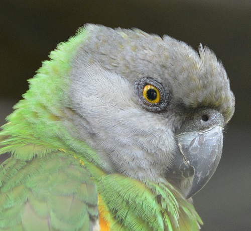 Senegal parrot portrait