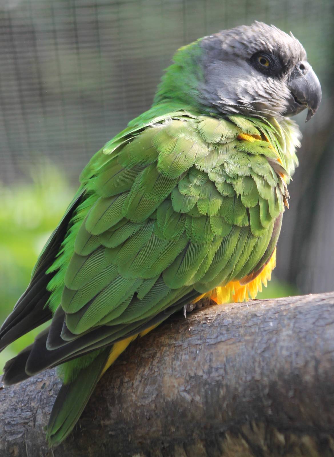 Senegal parrot