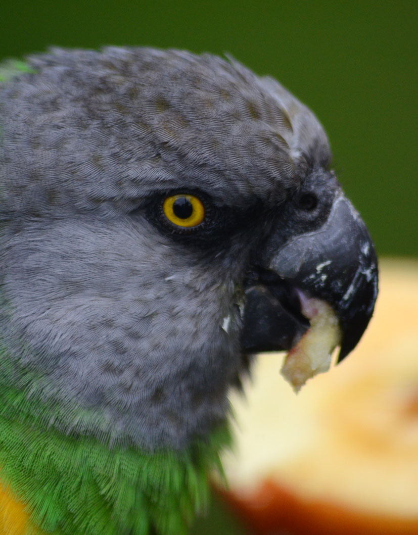 SENEGAL PARROT