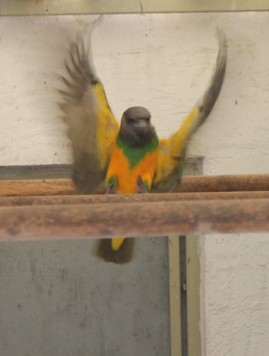 Senegal parrot