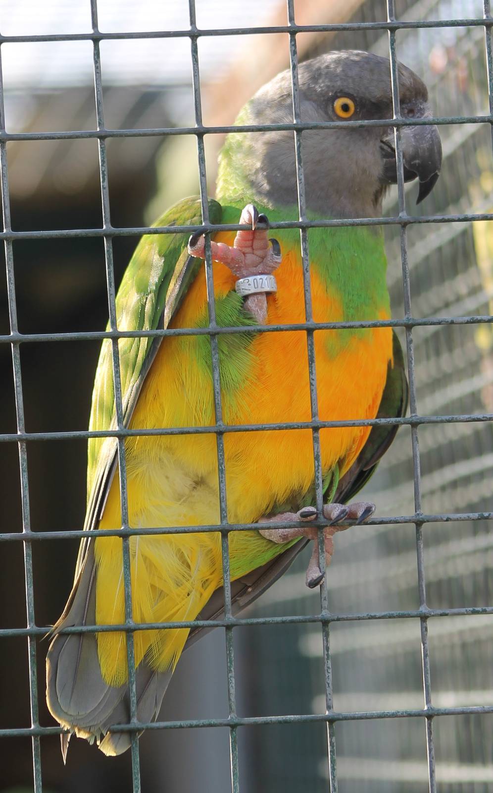Senegal parrot