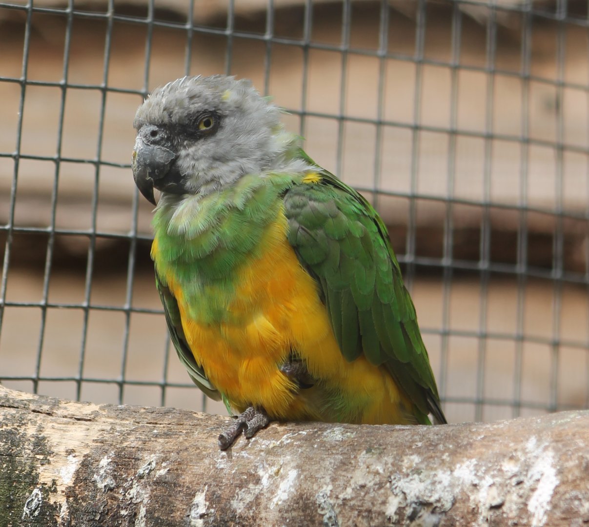 Senegal parrot