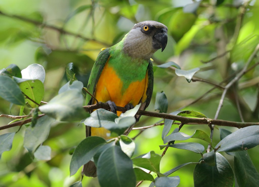 Senegal Parrot