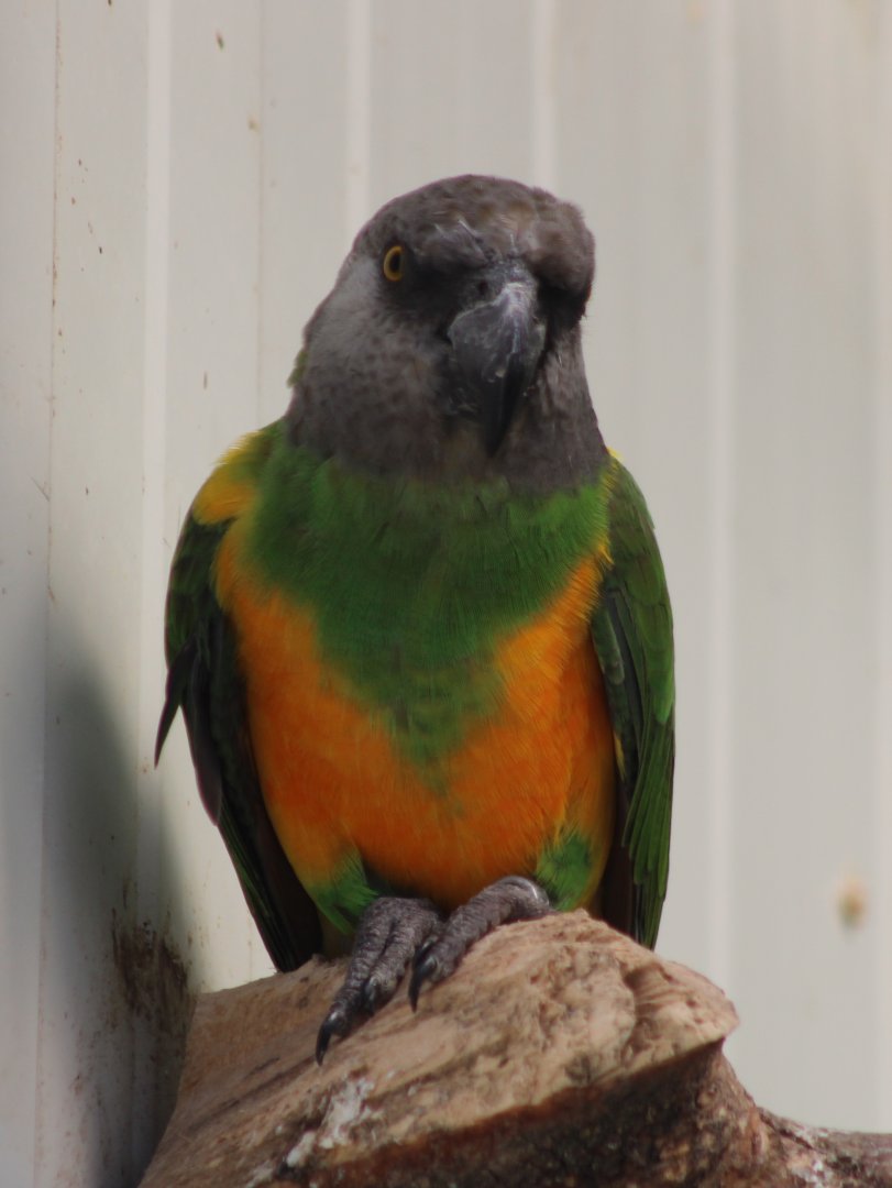 Senegal parrot