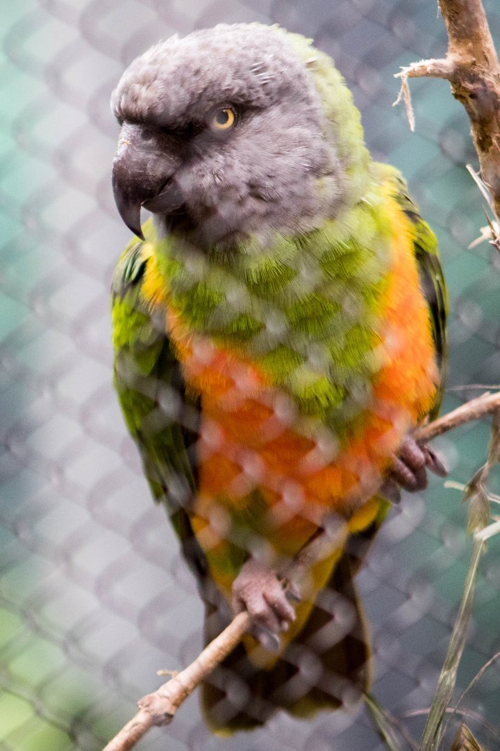 Senegal parrot