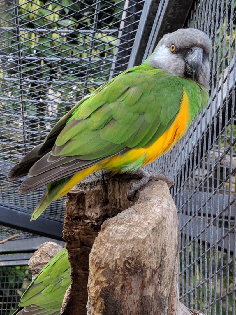 Senegal Parrot