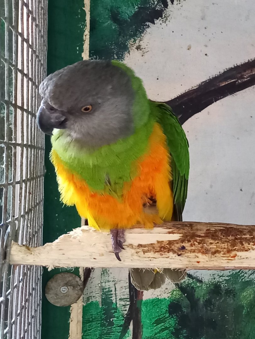 Senegal parrot