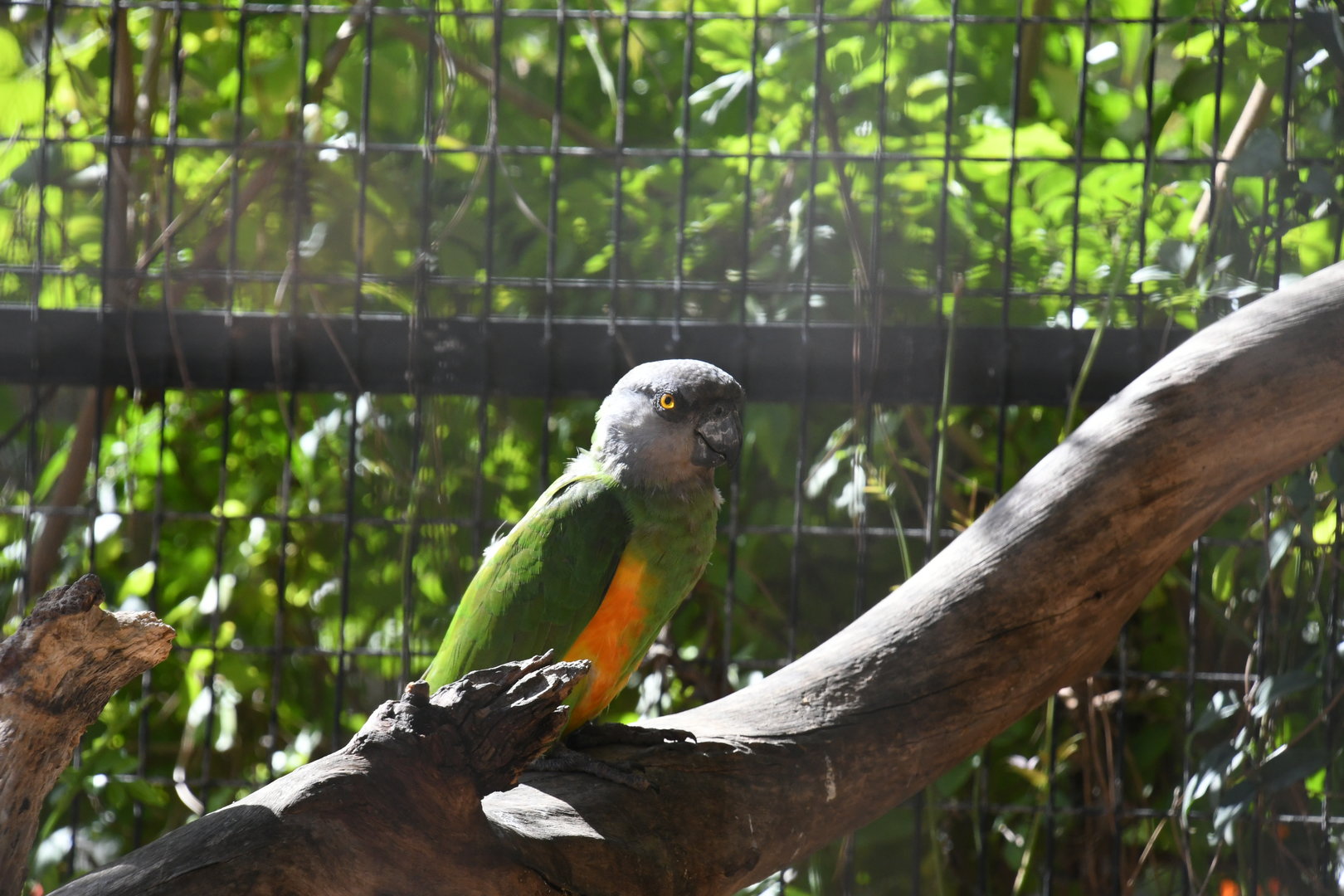 Senegal Parrot