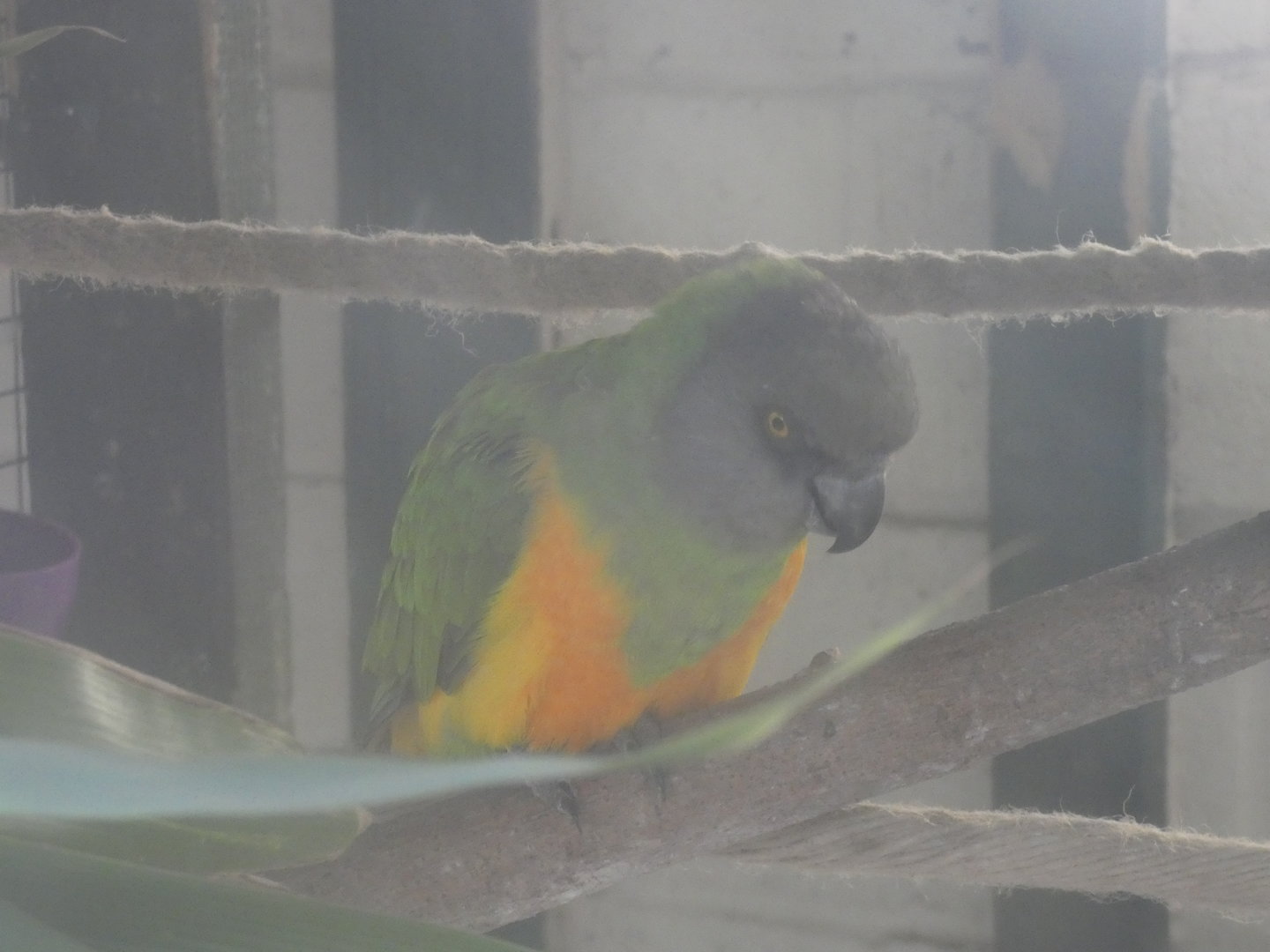 Senegal parrot