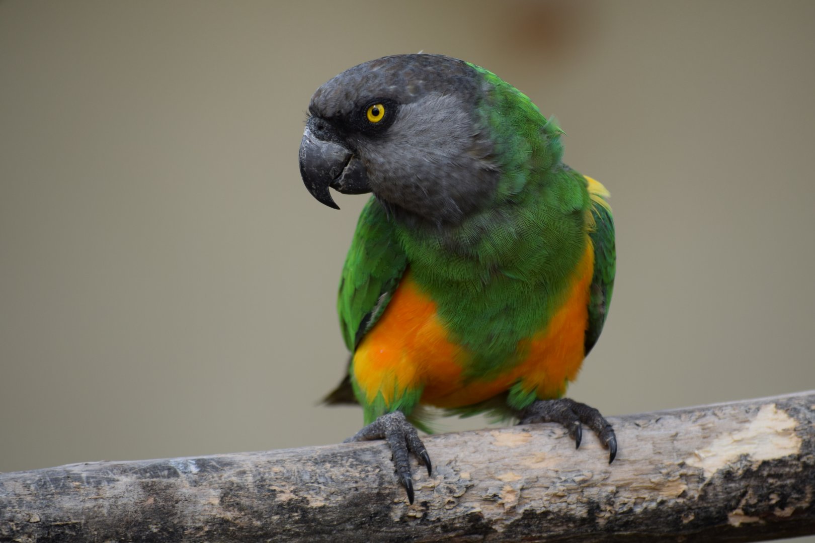 Senegal parrot
