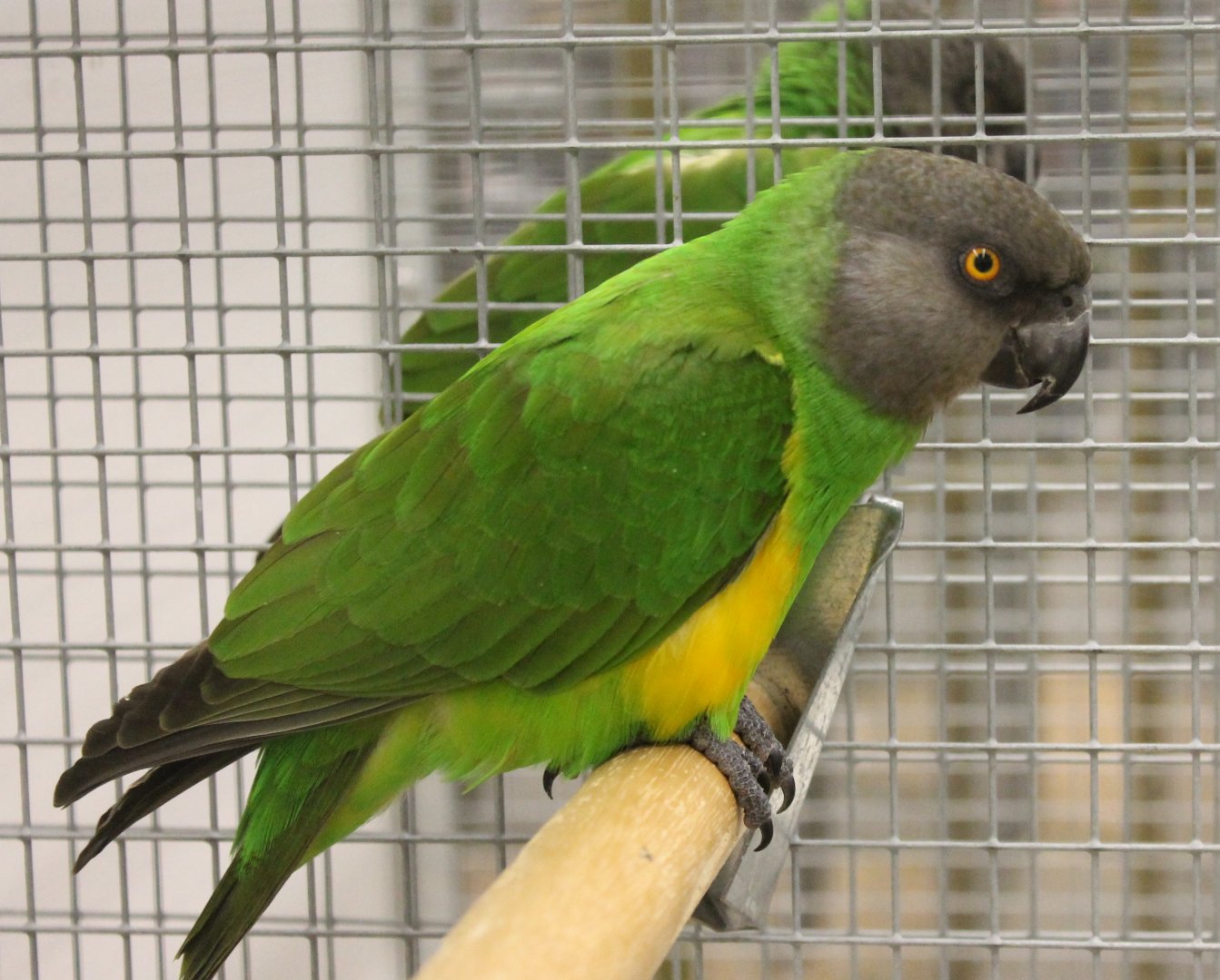 Senegal parrots