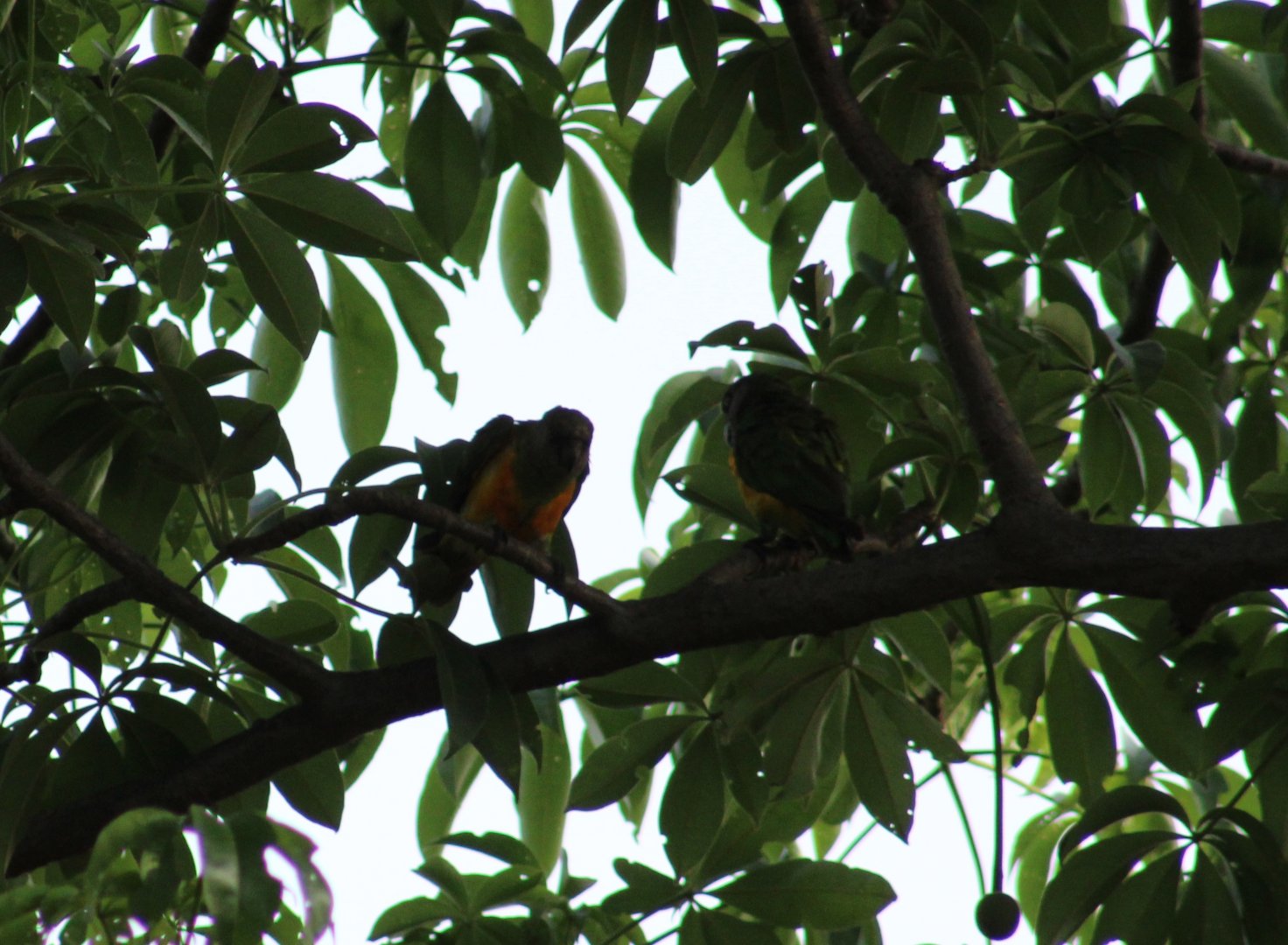 Senegal parrots