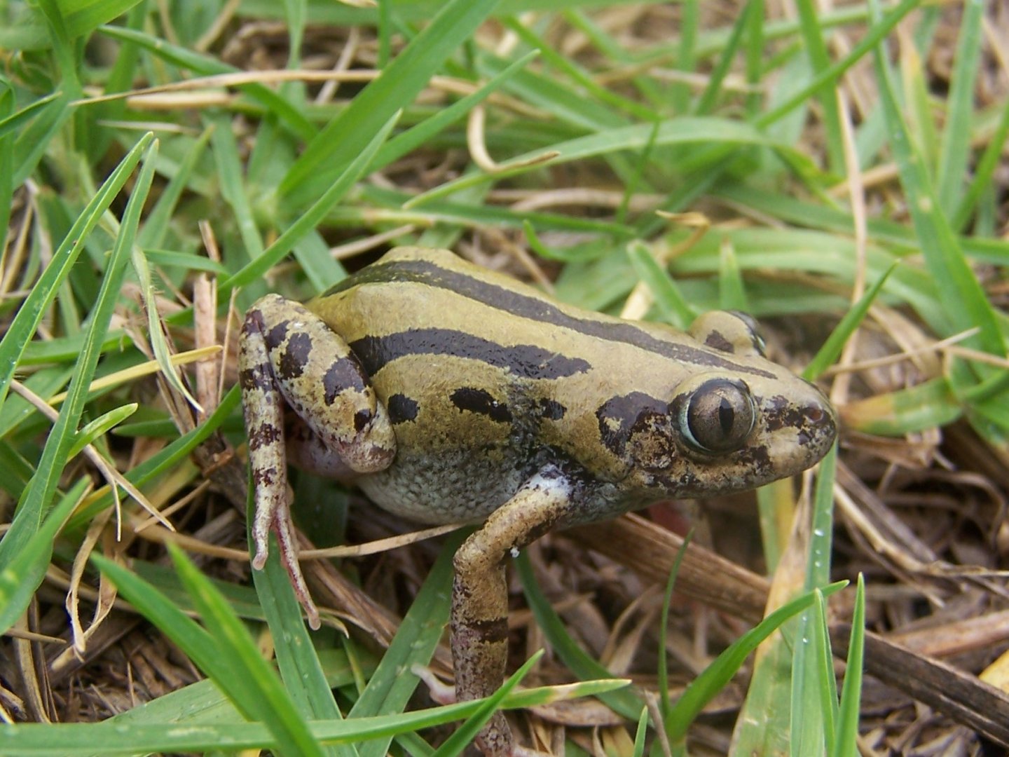 Senegal Running Frog