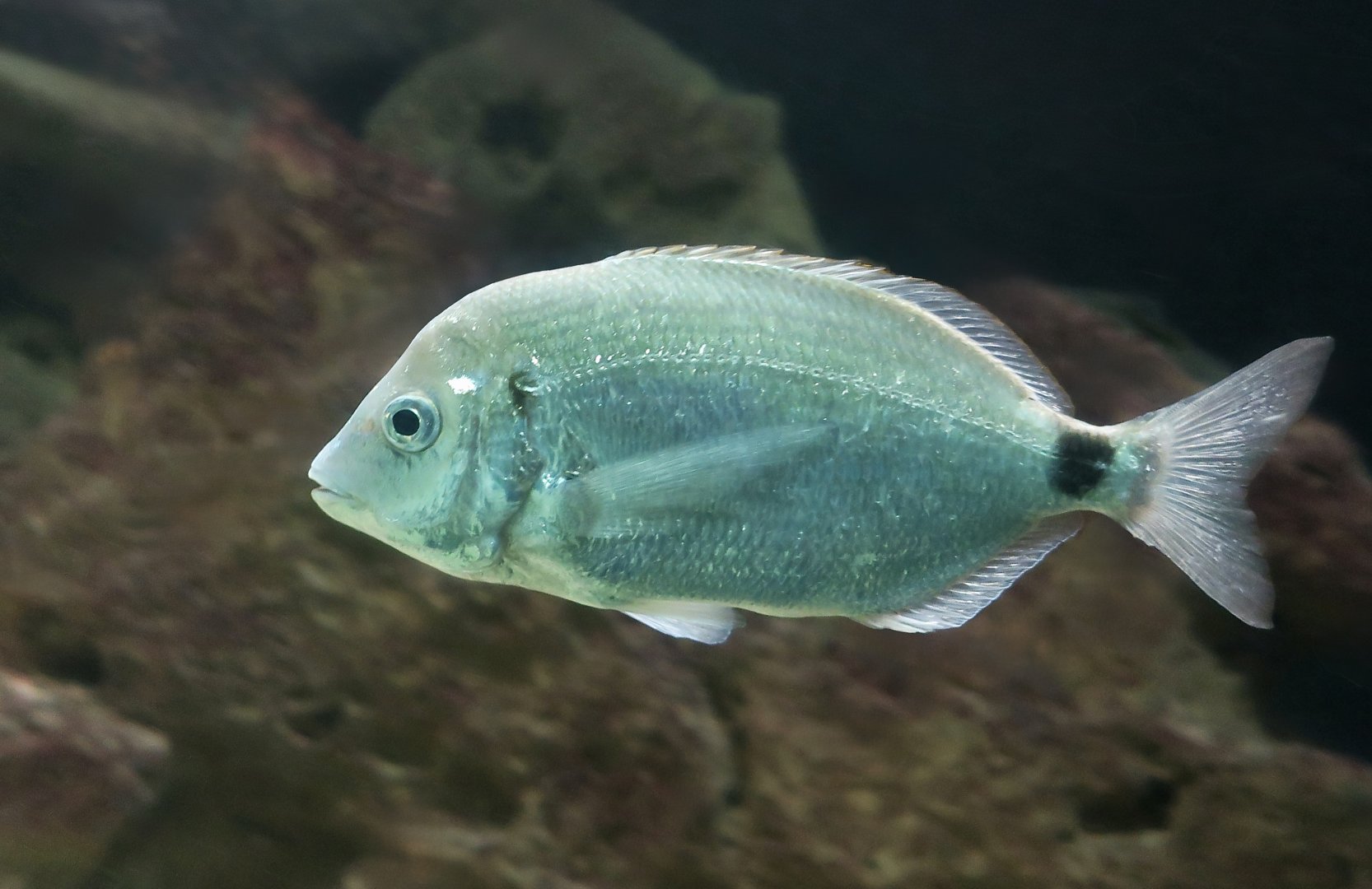 Senegal Sea Bream (Diplodus bellottii)