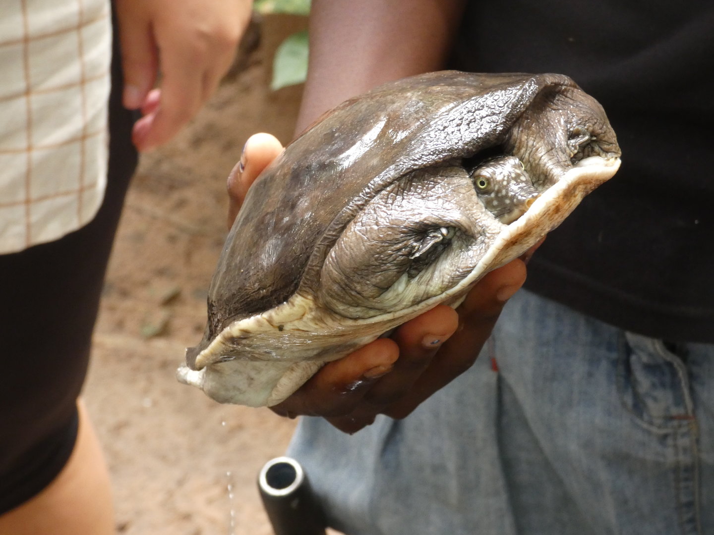 Senegal soft-shell turtle