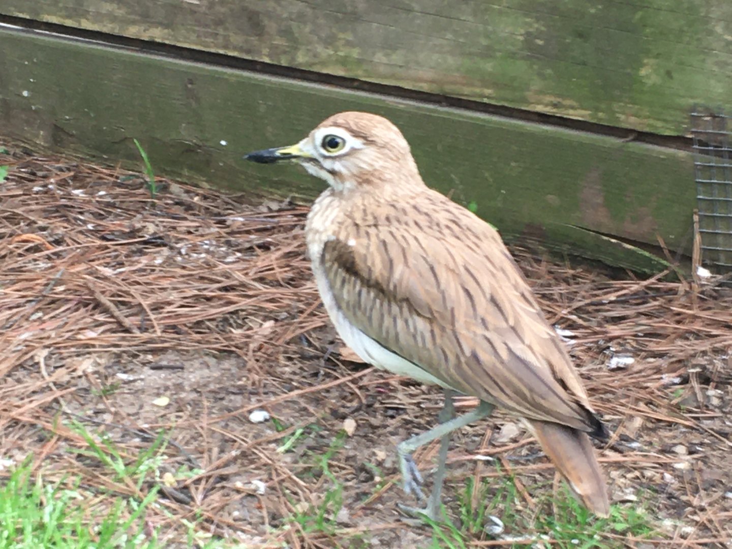 Senegal Thick-Knee (Burhinus senegalensis)