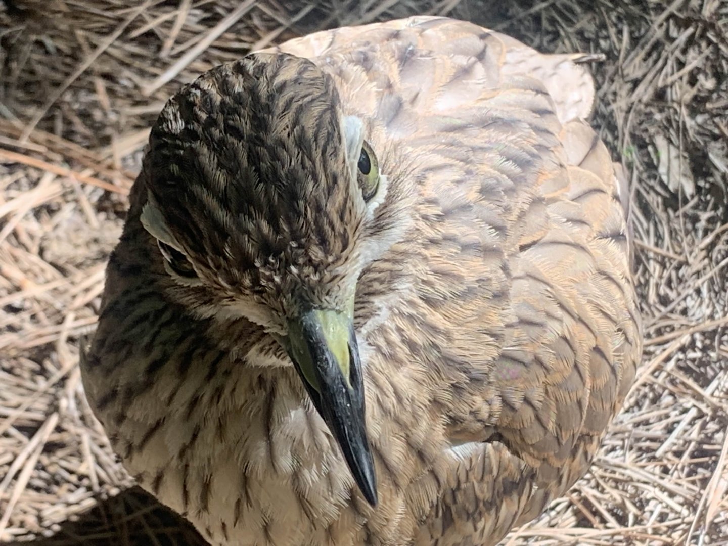 Senegal Thick-Knee (Burhinus senegalensis)